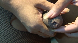 third world media movies: Transgressive Thrills with Jenny